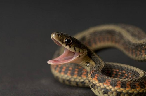 Dreaming of a Snake Biting Yourself