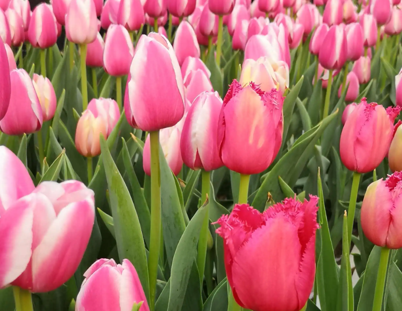 What is the meaning of dreaming of tulips?