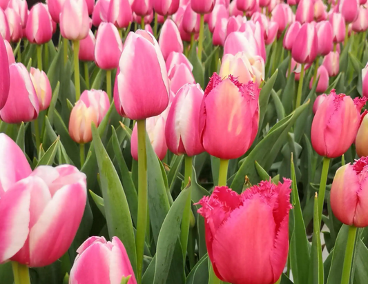 What is the meaning of dreaming of tulips?