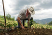 Woman dreaming of farming the land 女人夢見種地 — Earth element omen Zhou Gong dream interpretation