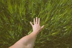 Woman Dreaming of Pulling a Thorn from Her Hand: Five Elements Wood (木), auspicious omen. Auspicious in summer, inauspic